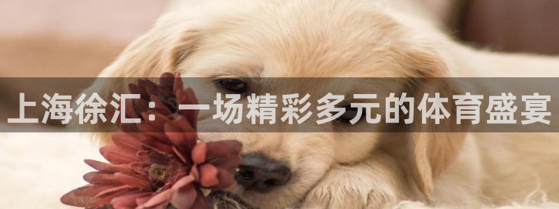 上海徐汇：一场精彩多元的体育盛宴